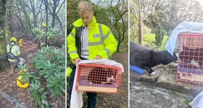 Dog finds missing cat in mine shaft